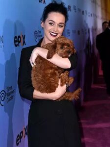 What happened to Katy Perry's dog, Butters?
