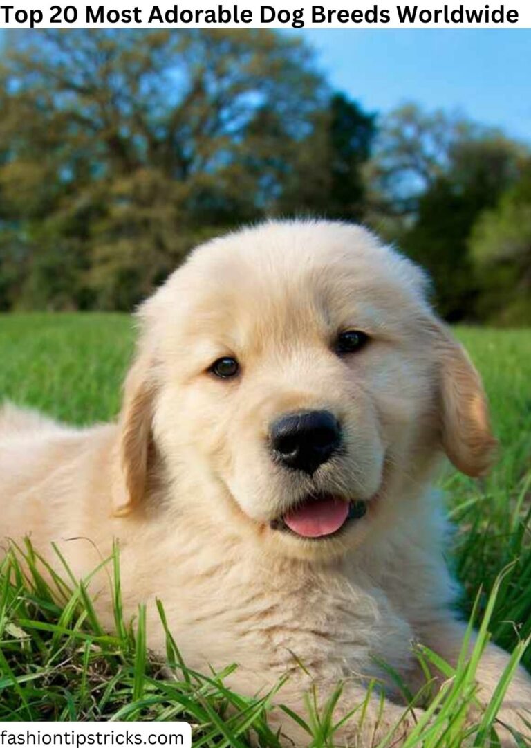 Top 20 Most Adorable Dog Breeds Worldwide