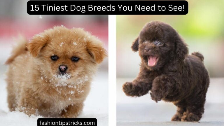 15 Tiniest Dog Breeds You Need to See!