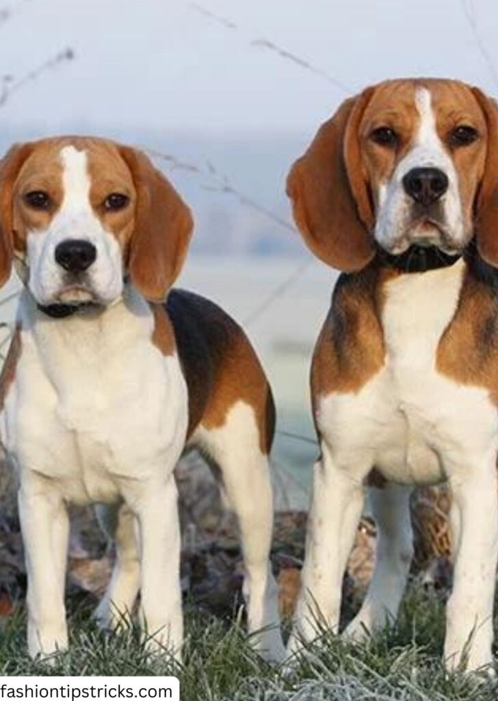 Beagle Dog Breads