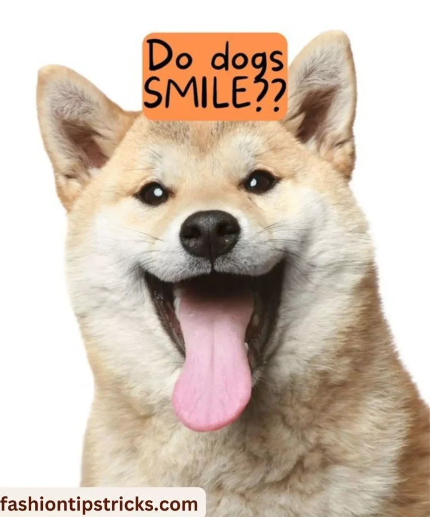 Understanding Dog Smiles