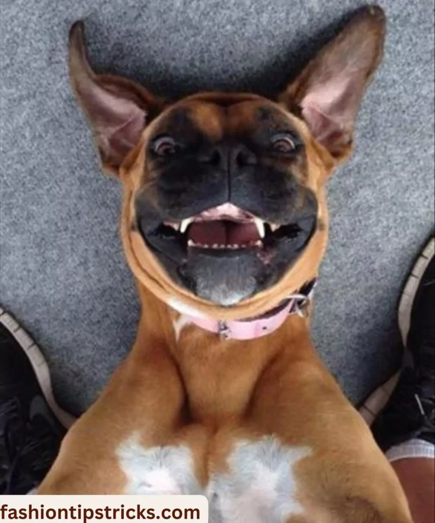 Boxer Smiles Captured