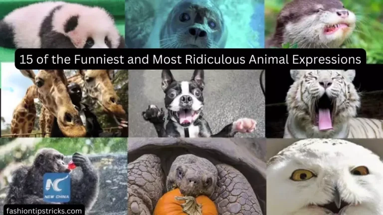 15 of the Funniest and Most Ridiculous Animal Expressions