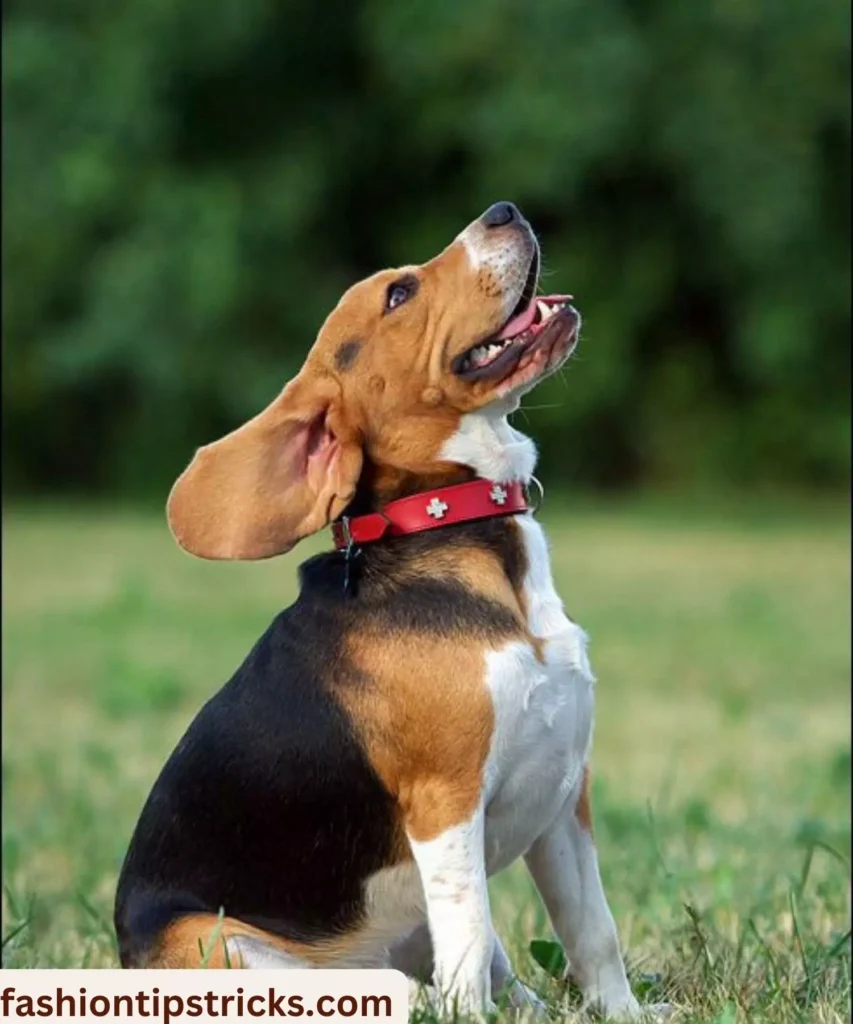Beagle smiles captured