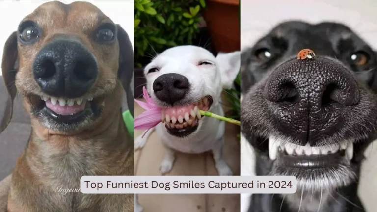 Top Funniest Dog Smiles Captured in 2024