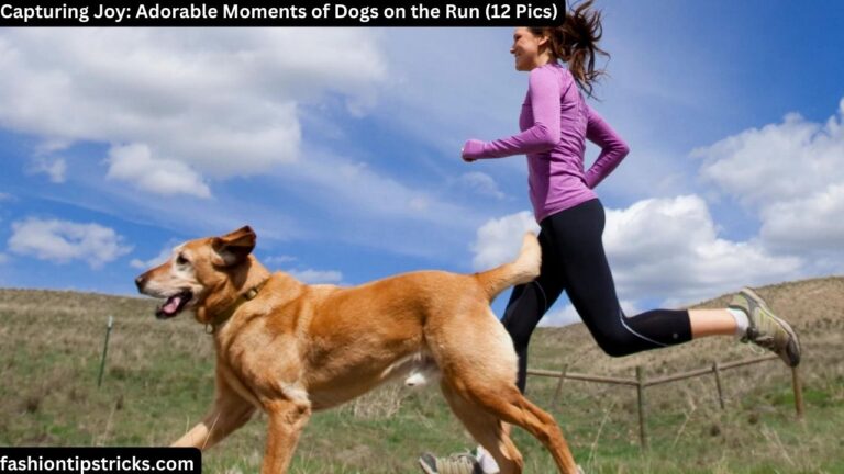 Capturing Joy: Adorable Moments of Dogs on the Run (12 Pics)