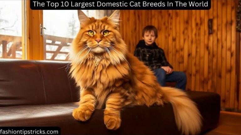 The Top 10 Largest Domestic Cat Breeds In The World