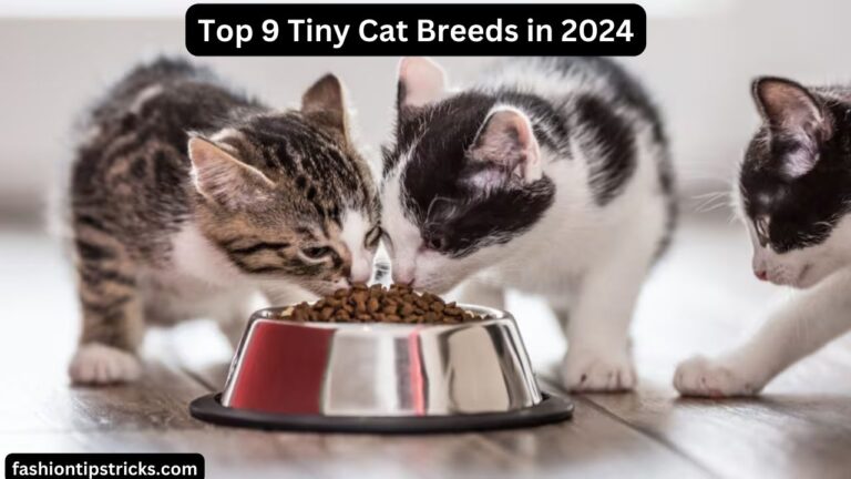 Top 9 Tiny Cat Breeds in 2024