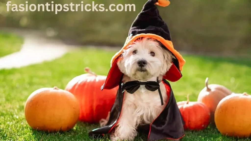 11 Spooky-Halloween Dog Costumes Beyond the Usual Hot Dog or Pumpkin