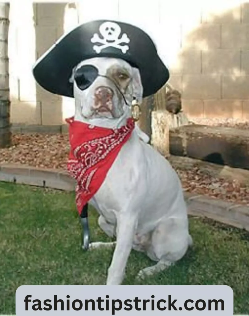 Pirate Pup