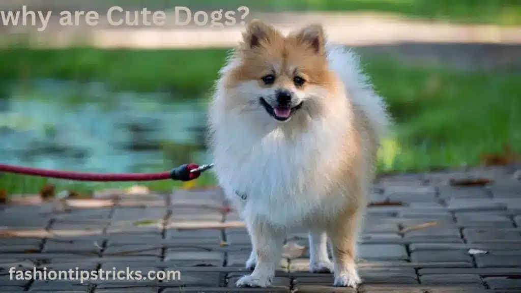 why are Cute Dogs?