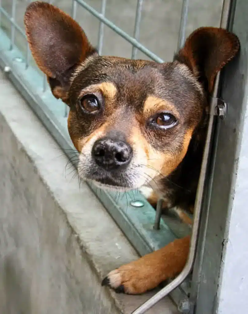 dog trapped in an iron collar