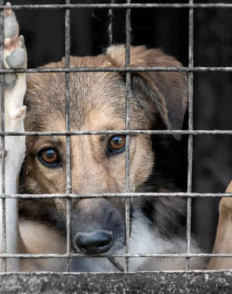 dog trapped in an iron collar