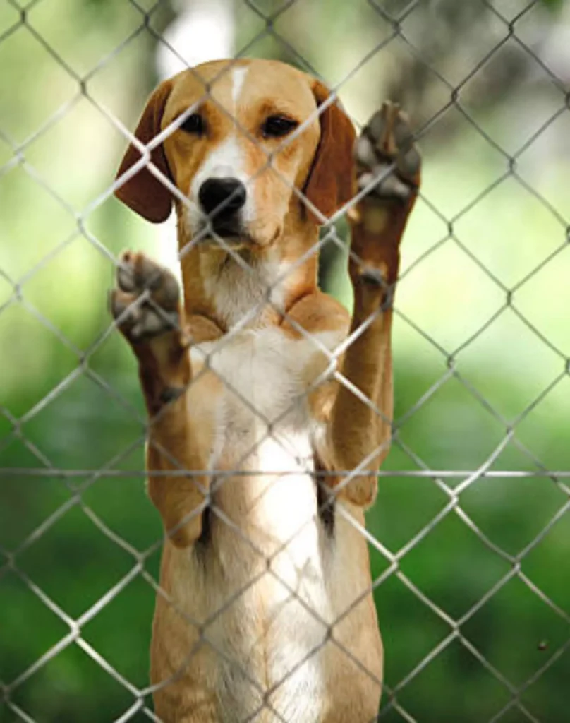 dog trapped in an iron collar