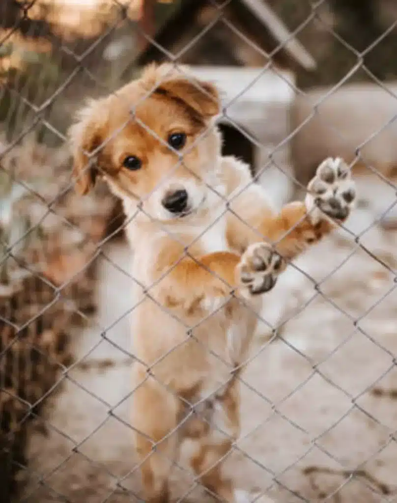 dog trapped in an iron collar