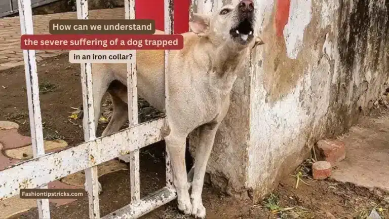 How can we understand the severe suffering of a dog trapped in an iron collar?