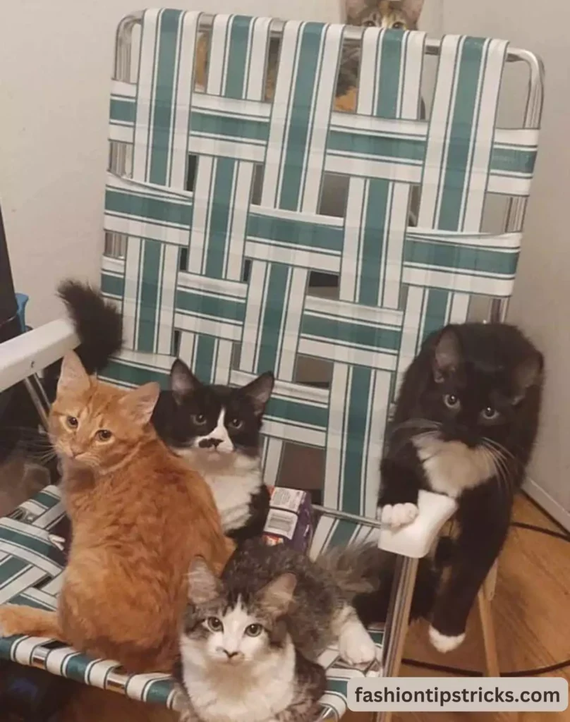 Cat Council Decisions