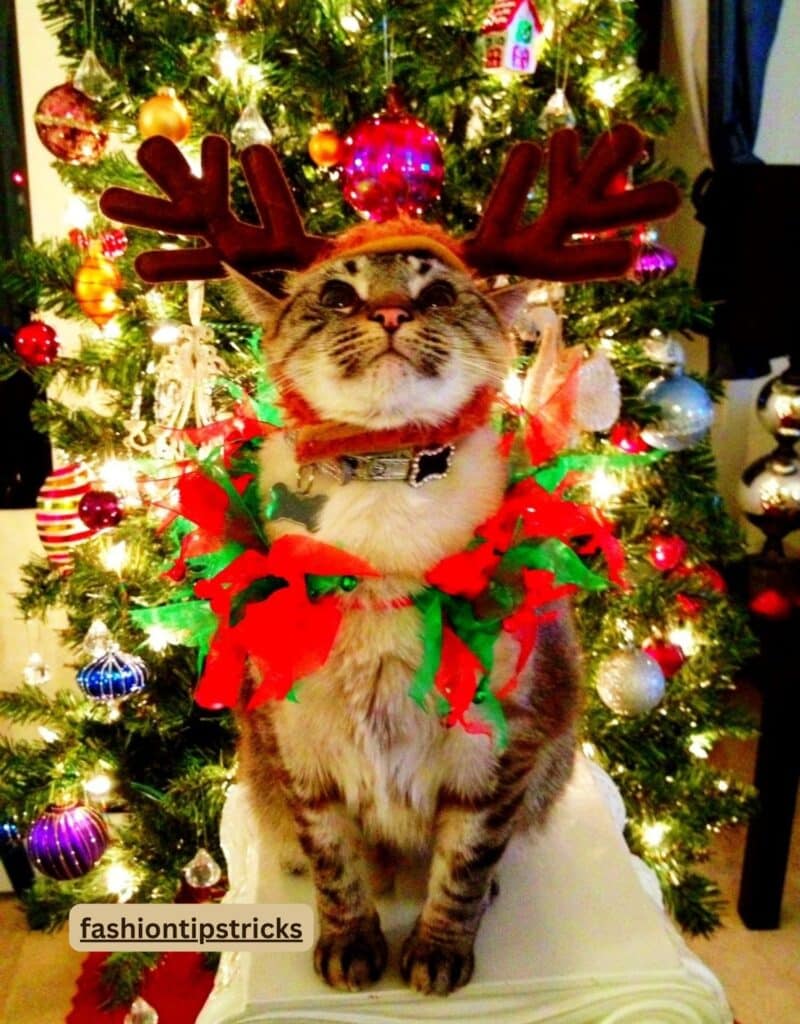 Christmas Cat