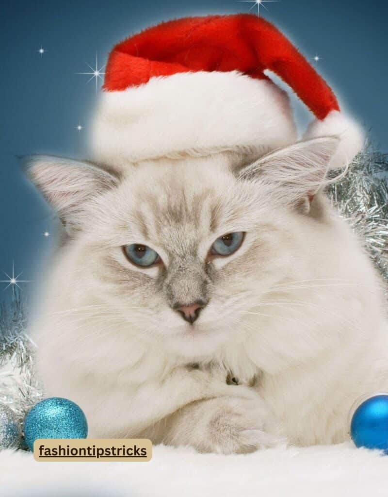 Christmas Cat