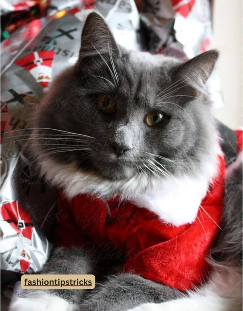 Christmas Cat