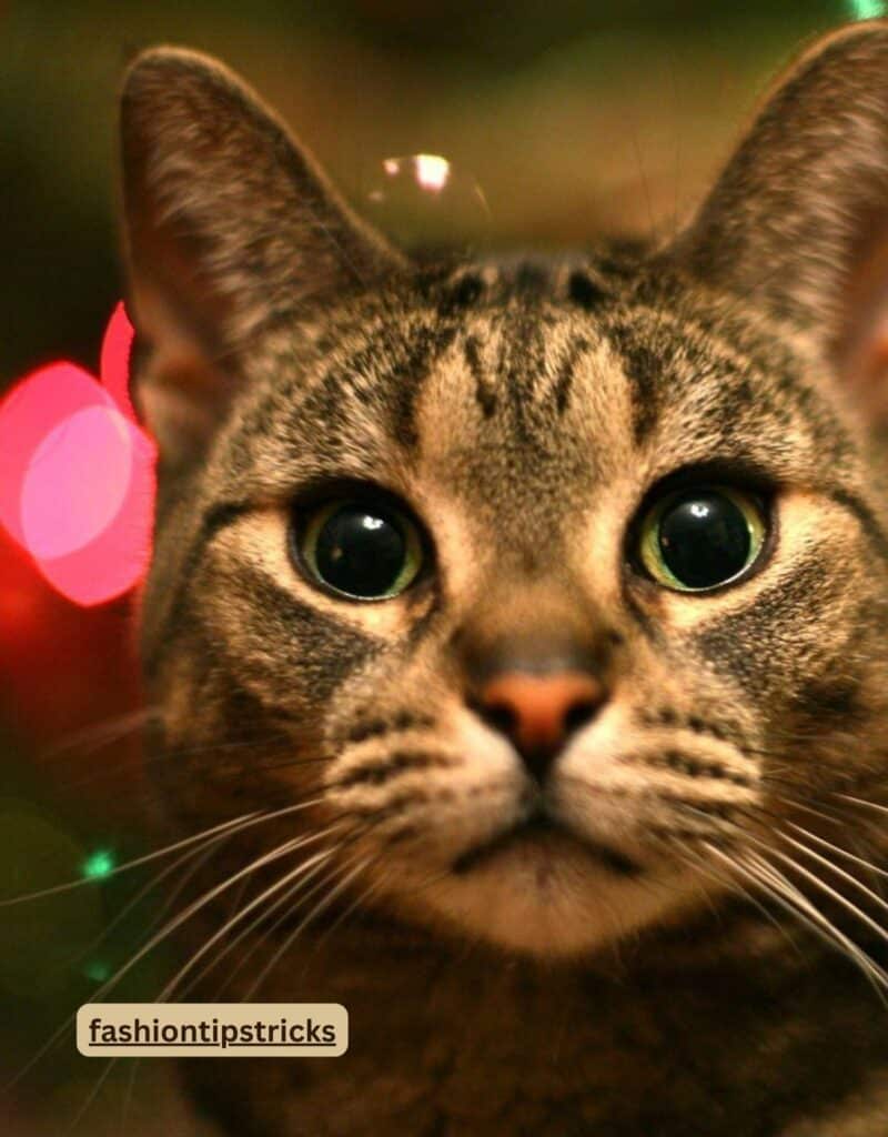 Christmas Cat