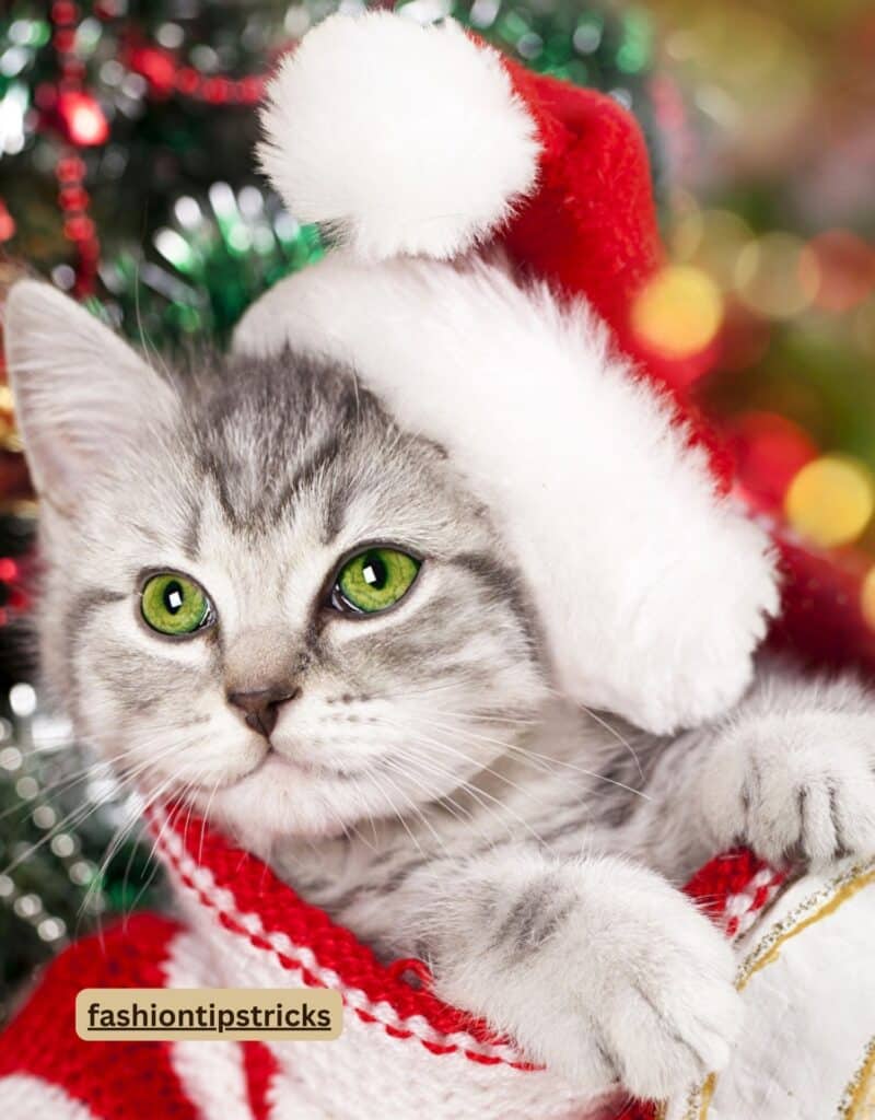 Christmas Cat