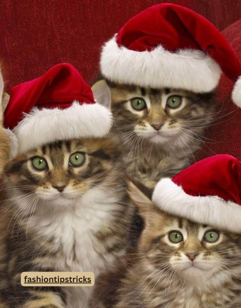 Christmas Cat