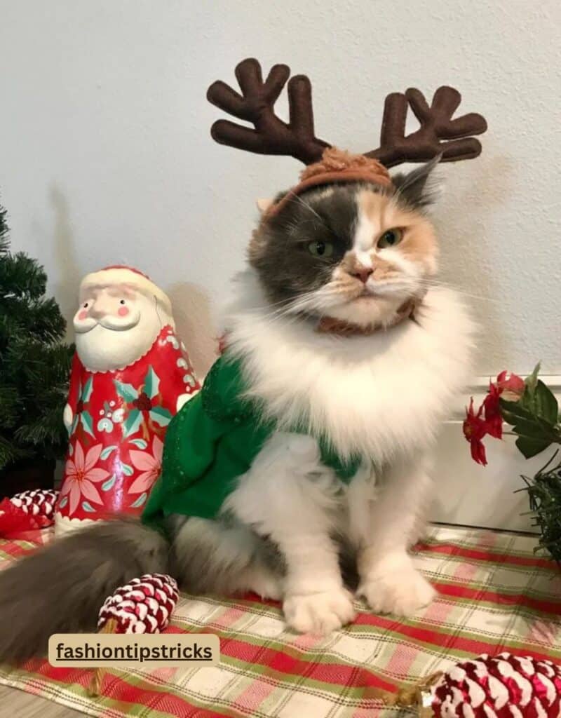 Christmas Cat