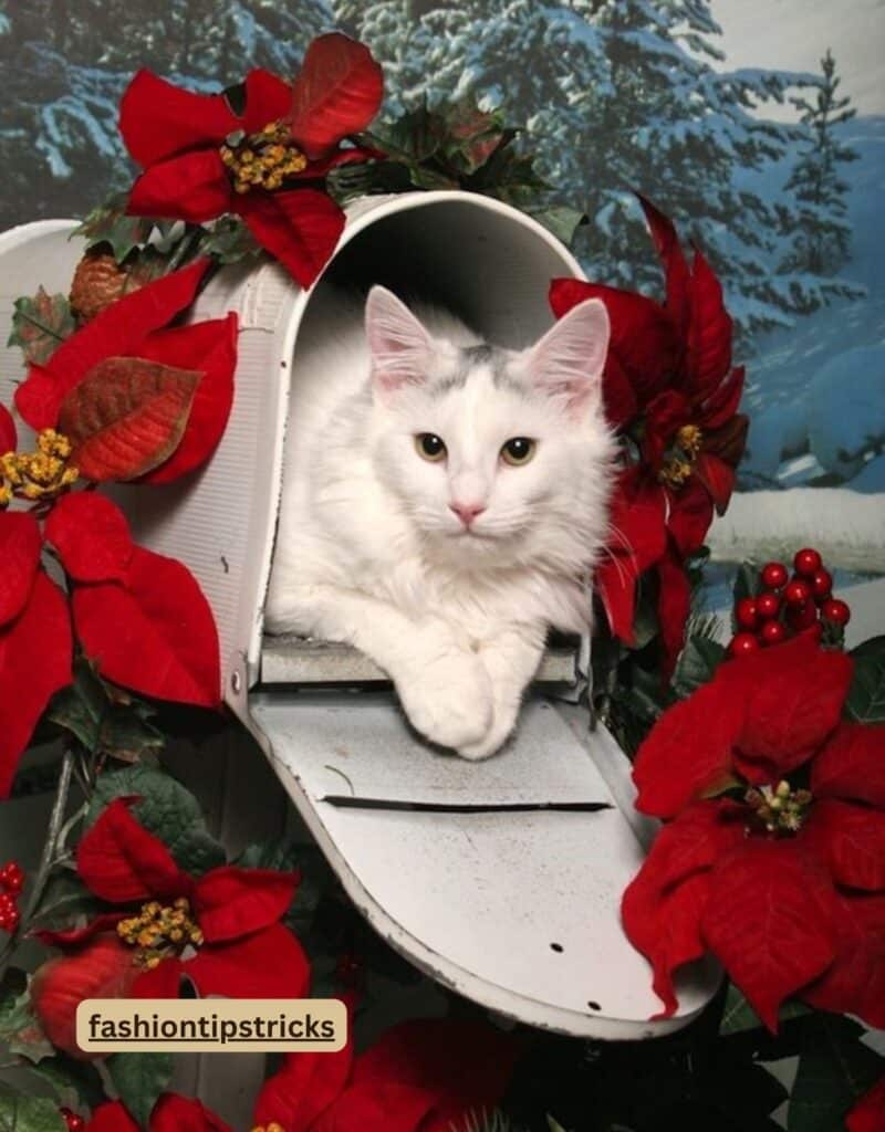 Christmas Cat