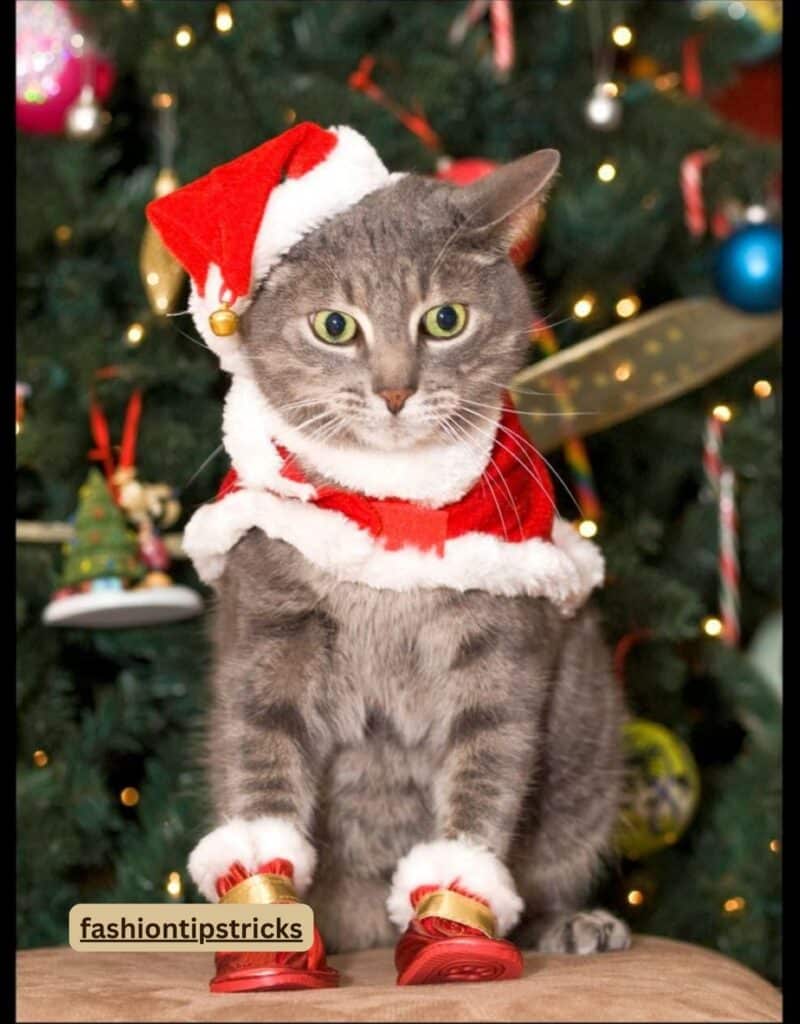 Christmas Cat