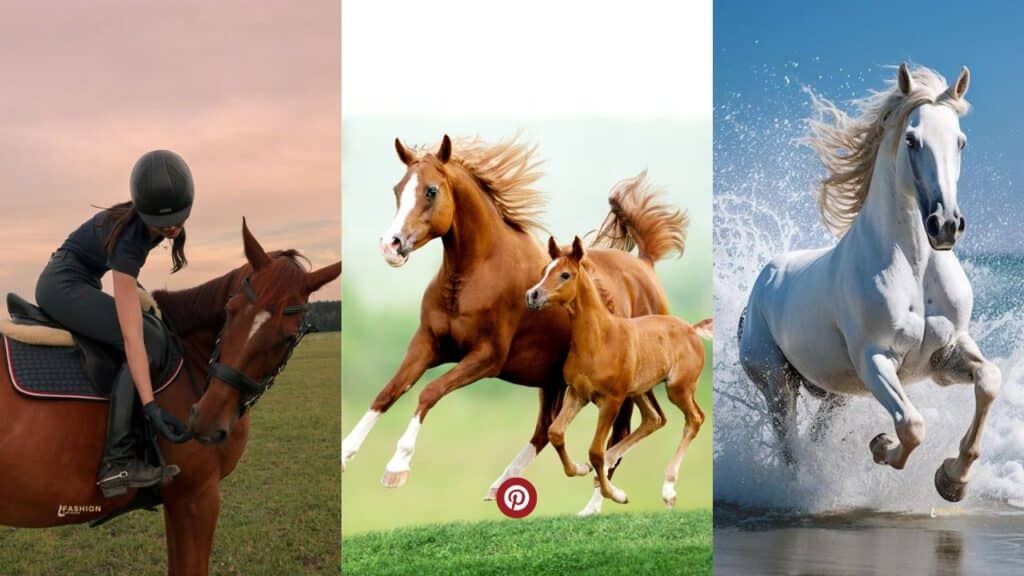 A Brief History of Horses 2025 | Pinterest Trends